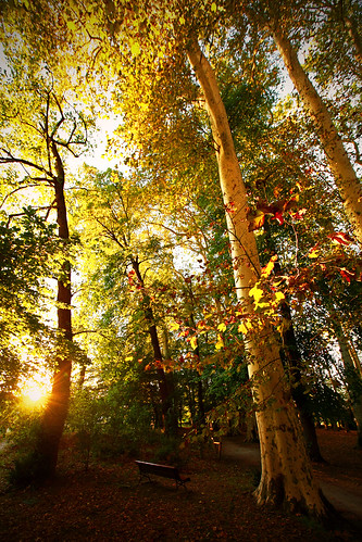 park autumn sunset france tree automne canon bench eos cub 33 bruges arbre parc banc contrejour aquitaine gironde soleilcouchant canonef1635mmf28liiusm 5dmarkii