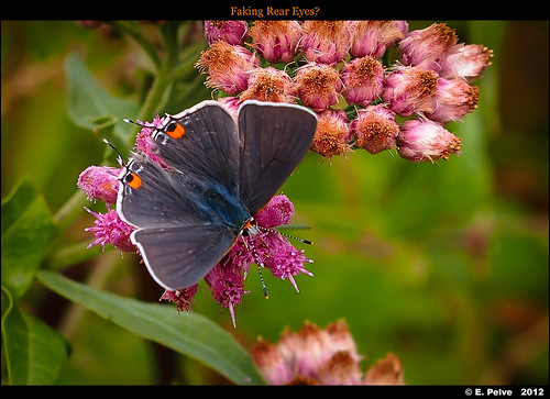 butterfly eyes stealth purpleflower september2012 olympus45mmf18 olympusomdem5