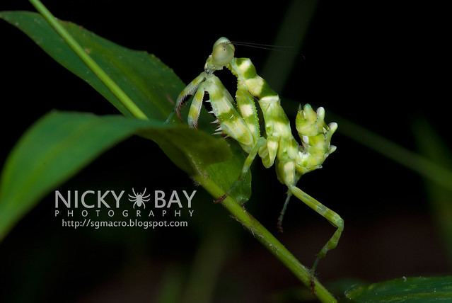 Banded Flower Mantis (Theopropus elegans) - DSC_3546