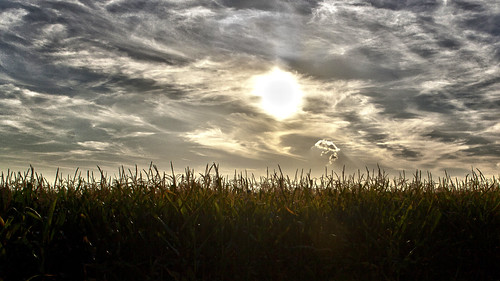 sun backlight germany cornfield gegenlicht maisfeld soone auweiler