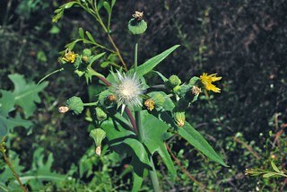sow thistle (Sonchus oleraceus)