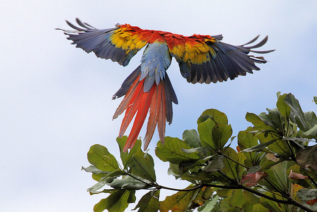 Ara macao - Scarlet Macaw - Carara National Park, Costa Rica - 1-23-2009 - Brad Weinert