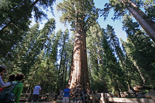 General Sherman Tree (Sequoia National Park, Ca)
