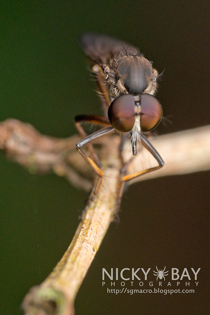 Robberfly (Asilidae) - DSC_5817