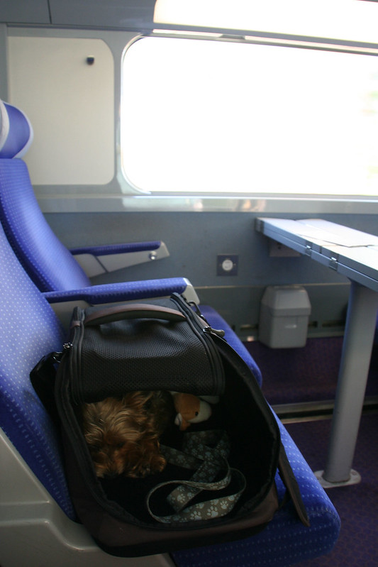 Luna on a train in her sleepypod air