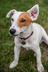 Jack Russell Terrier - Photo of Montels