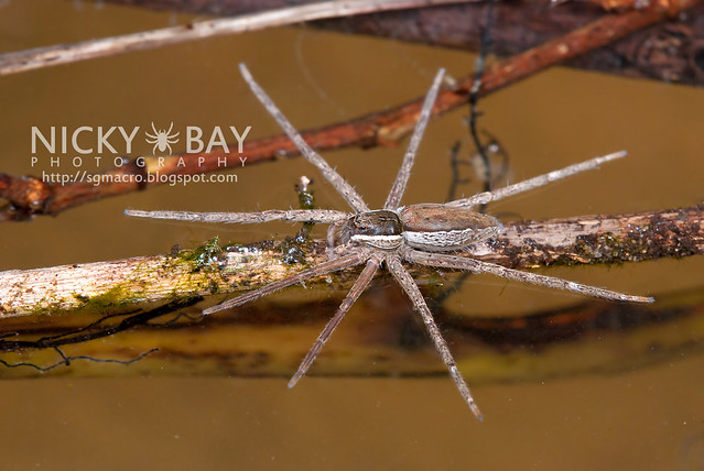 Fishing Spider (Nilus sp.) - DSC_3293
