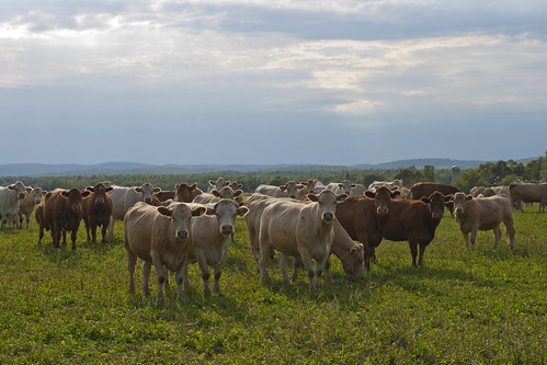 portrait nature countryside cows quebec québec mauricie canondslr campagne vaches lacauxsables