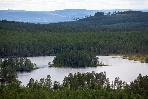 lake pine sweden skog tall sverige dalarna myr sjö forst skogssjö canoneos5dmarkii dalarnaslän canonef70200mmf28lisiiusm östrarädsjön