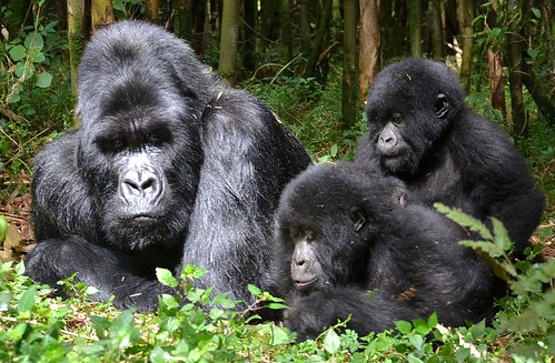 africa tanzania rwanda afrika gorillas tansania sabatical ruanda sabbatjahr agashyafamily volcanoesnationalparc
