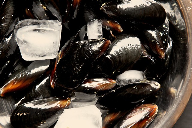 maine mussels