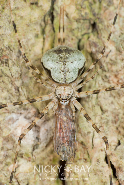 Two-Tailed Spider (Hersiliidae) - DSC_1457