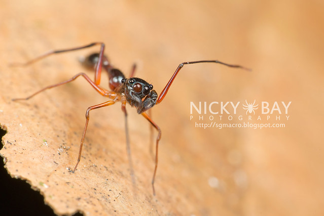 Kerrengga Ant-Like Jumper (Myrmarachne plataleoides) - DSC_8548