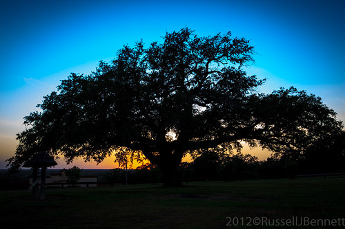 trees plants usa texas unitedstates sunsets places oaks lagrange tbd
