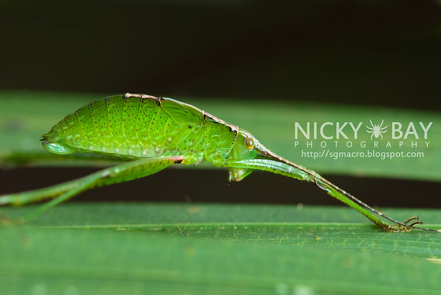 Katydid (Tettigoniidae) - DSC_4335