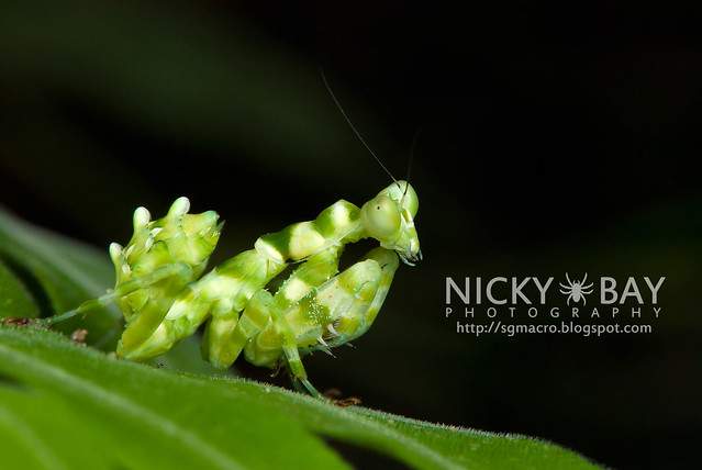 Banded Flower Mantis (Theopropus elegans) - DSC_3575