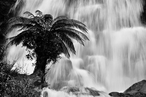 bw fern silhouette creek river mono waterfall nikon australia monotone victoria alpine cascades vic cascade treefern bogong northeastvictoria d5100 fainterfalls nikond5100 phunnyfotos