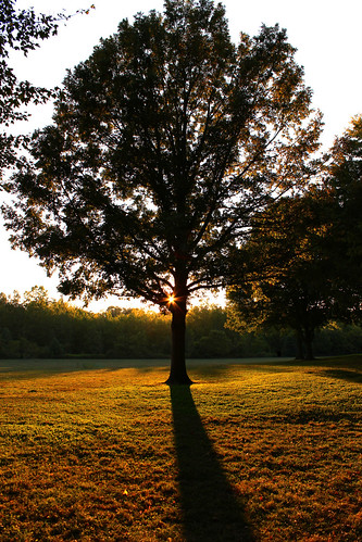 sunset tree nature golden parks
