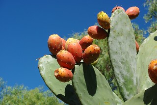 ripe prickly pear fruit