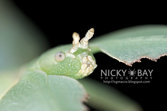 Gray's Leaf Insect (Phyllium bioculatum) - DSC_5017