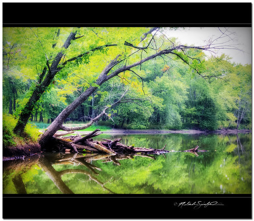 summer tree green nature water yellow canon river landscape photography eos illinois woods calm serene distance hdr photomatix 60d embarrassriver