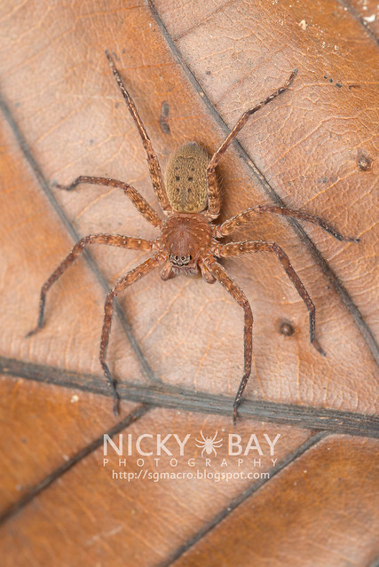 Huntsman Spider (Sparassidae) - DSC_2771