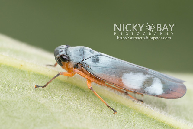 Leafhopper (Cicadellidae) - DSC_5730