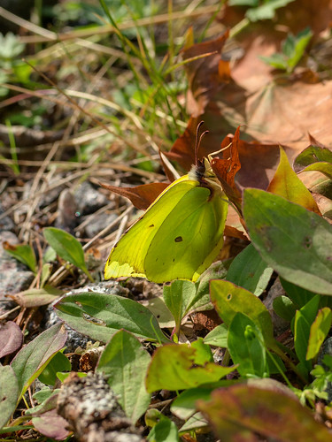 summer green nature forest butterfly pvanhala