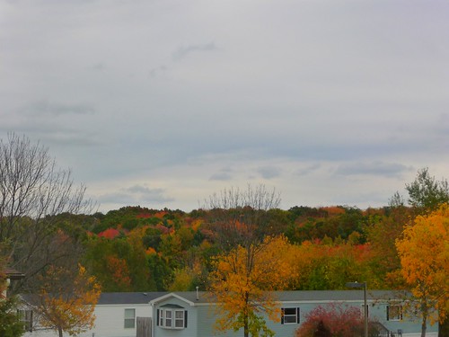 autumn trees homes west fall colors leaves woods october belmont michigan