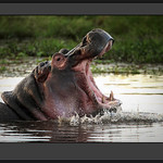 Old Hippo Bull | This old guy had seen better days and looke… | Flickr ...