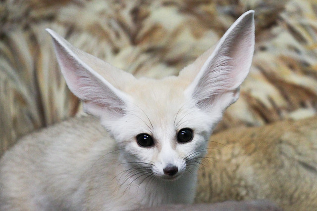 Fennec Pup | Flickr - Photo Sharing!