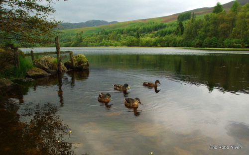 nature walking landscape scotland dundee ducks dunkeld thegalaxy flickrdiamond lochmilldam ericrobbniven