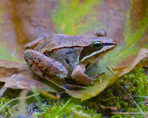 wood animal wisconsin amphibian frog rana sylvatica rhinelander