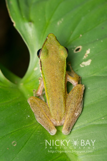 Copper-cheeked Frog (Hydrophylax raniceps) - DSC_2740