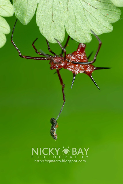 Comb-footed Spider (Theridiidae) - DSC_9593