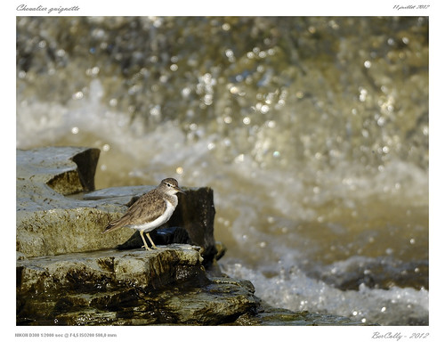 france bird river google flickr rivière allier 500mm chevalier oiseau auvergne puydedome aigrette guignette bercolly