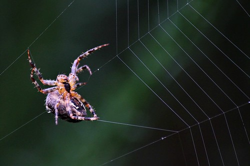 canon spider web arachnid gardenspider mygearandme canoneos600d