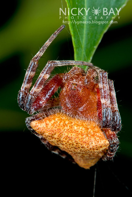 Red Tent Spider (Cyrtophora unicolor) - DSC_5155