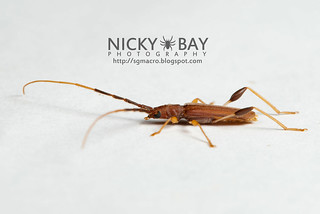 Longhorn Beetle (Cerambycidae) - DSC_5587