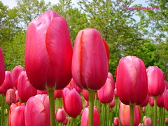 Dutch Tulips, Keukenhof Gardens, Netherlands - 3984  POTD