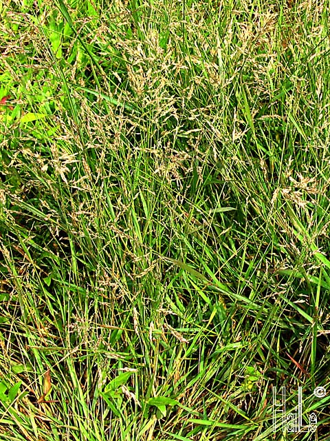 Eragrostis elongata  (Willd.) Jacq.  :  cỏ Tình thảo dài, Cỏ bông dài