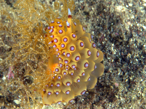 トゲトゲウミウシ