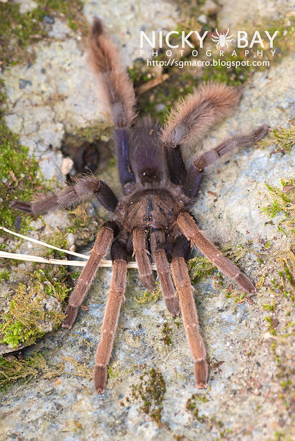 Malaysian Purple Femur Tarantula (Coremiocnemis sp.) - DSC_5952