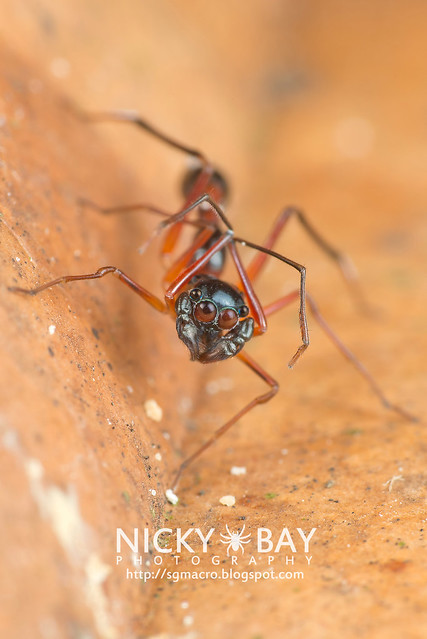 Kerrengga Ant-Like Jumper (Myrmarachne plataleoides) - DSC_8553