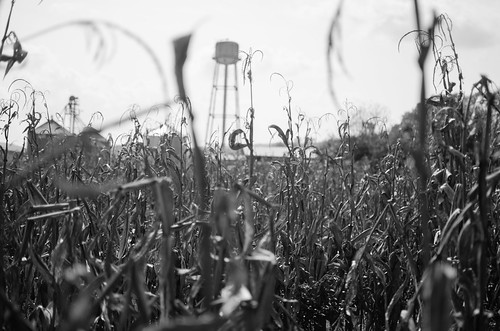 white black tower water field corn unitedstates farm tennessee roadtrips salecreek