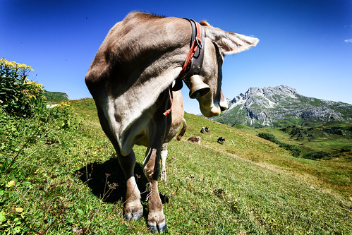 blue sky brown alps green grass alpes austria kuh cow europe view cattle bell wide meadow sunny wideangle alpine had alpen turned alpi bovine vache vaca lech mountainrange ushi vorarlberg canon1740f4l buwch vacca ef1740mmf4lusm canoneos5dmarkii
