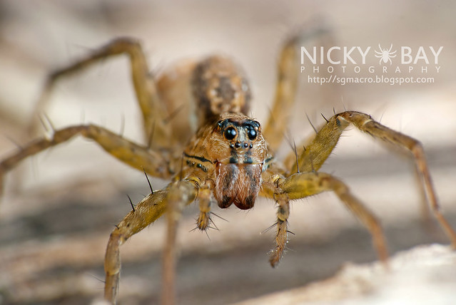 Wolf Spider (Lycosidae) - DSC_9270
