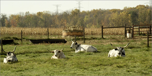 raw cattle cows michigan longhorn steers grandledge joeldinda potterville 1v1