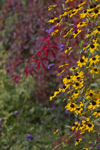 Beautiful Autumn colours at Arley Arboretum, Worcestershire