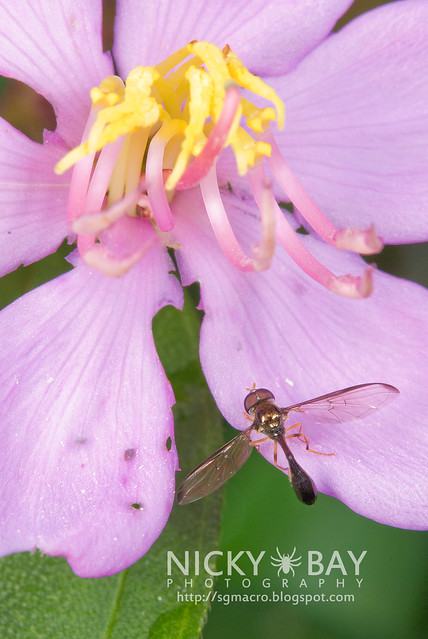 Hoverfly? (Syrphidae) - DSC_8340